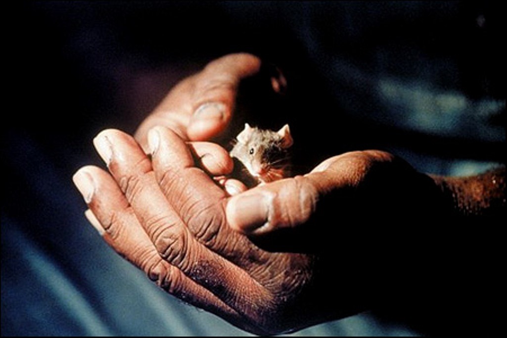 I momenti più commoventi del film Il miglio verde