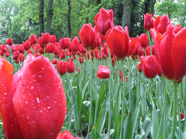 Tulipsani in Keukenhof I tulipani come simbolo della nuova Guerra dei Fiori tra Romania e Olanda per l'ingresso nell'area Schengen