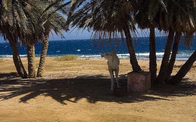 Sharm el Sheikh escursioni