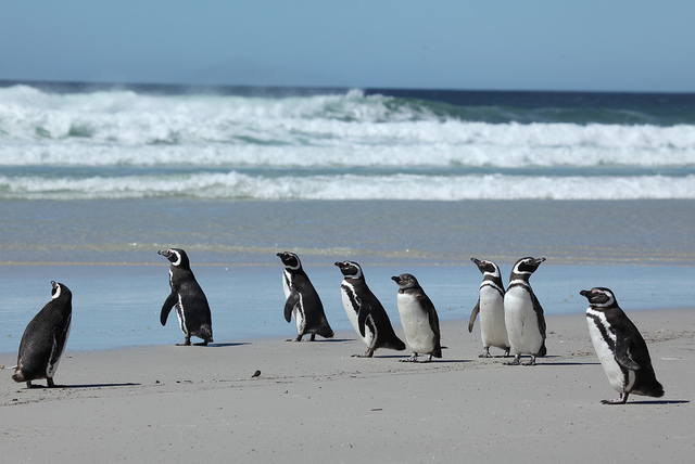 Pinguini alle Falklands