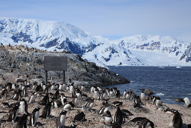 Pinguini in Antartide