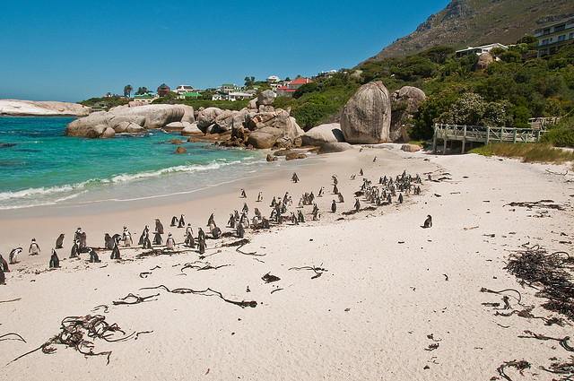 Pinguini in Sud Africa