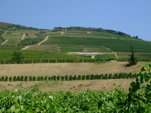 Tokaj, vigneti