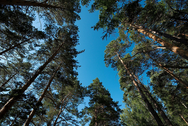 Natura della Siberia